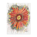 indian blanket wildflower watercolor painting postcard
