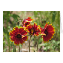 Indian Blanket Wildflowers cards