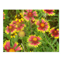 Indian Blankets postcards