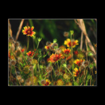 Indian Blankets postcards