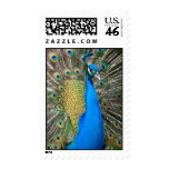 Indian Blue Peacock Postage Stamps