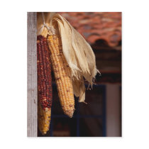 Indian Corn postcards by sharpcreations Indian Corn postcards