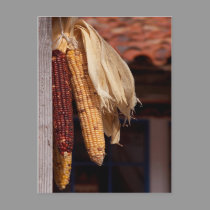 Indian Corn postcards