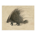 Indian Crested Porcupine Post Cards