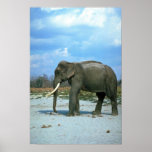 Indian Elephant-huge bull Posters