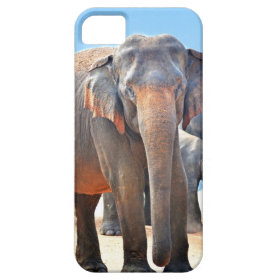 Indian Elephant iPhone 5 Case