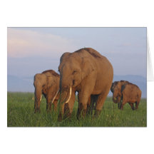 Indian Elephants in the grassland,Corbett Card