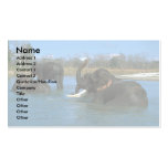 Indian Elephants lying down, bathing Business Cards