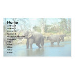 Indian Elephants mud bathing Business Card