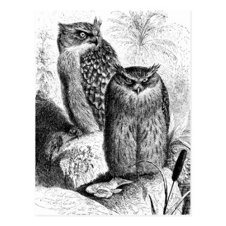 Indian Fishing Owls Vintage Wood Engraving Postcard