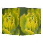 Indian Golden Paintbrush Castilleja 2 Vinyl Binders