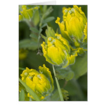 Indian Golden Paintbrush Castilleja Greeting Cards