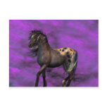 Indian Horse Postcards