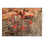 Indian Paint Brush Blossoms Greeting Cards