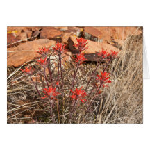 Indian Paint Brush Blossoms Greeting Cards