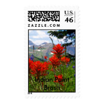Indian Paint Brush-Colorado postage