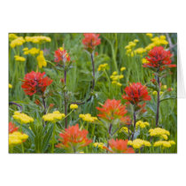 Indian paintbrush and biscuitroot wildflowers greeting card