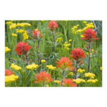 Indian paintbrush and biscuitroot wildflowers