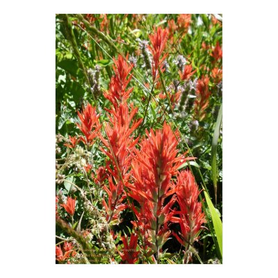 Indian Paintbrush At Sierra Buttes, California Posters by BruceRawles