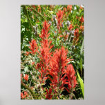 Indian Paintbrush At Sierra Buttes, California Posters