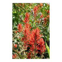 Indian Paintbrush At Sierra Buttes, California posters