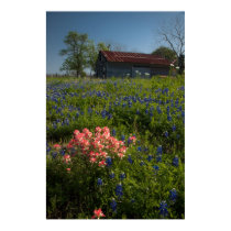 Indian Paintbrush & Bluebonnets posters