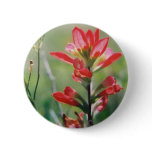 Indian Paintbrush button