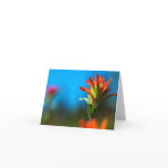 Indian Paintbrush Cards