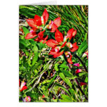 Indian Paintbrush Cards