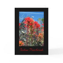 Indian Paintbrush Cards
