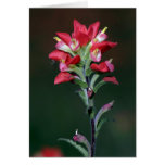 Indian Paintbrush Greeting Card