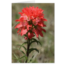 Indian Paintbrush Card