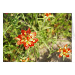 Indian Paintbrush Cards
