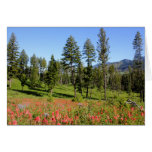 Indian Paintbrush Cards