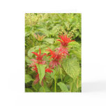 Indian Paintbrush Greeting Cards
