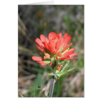 Indian Paintbrush Greeting Cards