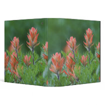 Indian Paintbrush, Castilleja miniata, Ouray, Binder