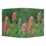 Indian Paintbrush, Castilleja miniata, Ouray, Binder