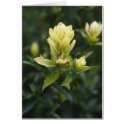 Indian Paintbrush Colorado cards