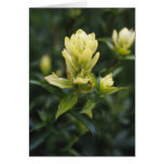 Indian Paintbrush Colorado Greeting Card