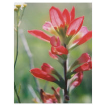 Indian Paintbrush flyers