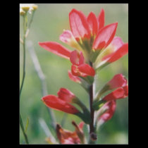 Indian Paintbrush flyers