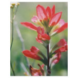 Indian Paintbrush Custom Flyer