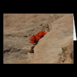 Indian Paintbrush in Rocks Blank Card