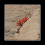 Indian Paintbrush in Rocks Magnet