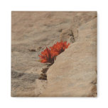 Indian Paintbrush in Rocks Magnet