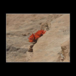 Indian Paintbrush in Rocks Postcard