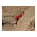 Indian Paintbrush in Rocks Print
