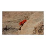 Indian Paintbrush in Rocks Print