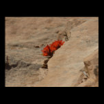 Indian Paintbrush in Rocks Print